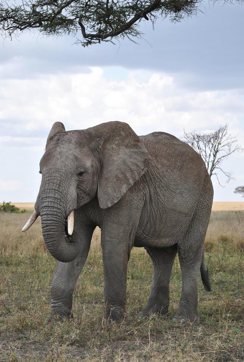 Safari in the Serengeti